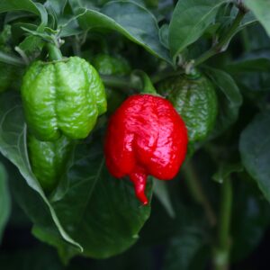 Jaydee´s Reaper Capsicum chinense