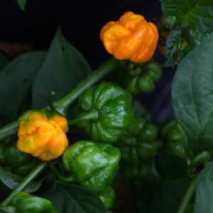 Jamaican Scotch Bonnet Capsicum chinense
