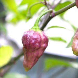 Fairytale Cachucha Capsicum chinense