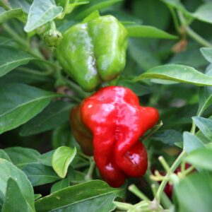 Jamaican Hot Red Capsicum chinense