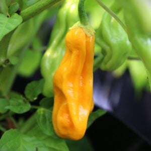 Goronong Capsicum chinense