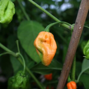 Orange Ghost Capsicum chinense
