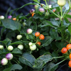 Sea Buckthorn Capsicum annuum