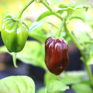 Devils Tongue Chocolate Capsicum chinense