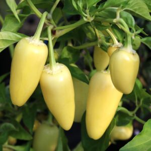 Jalapeno White Capsicum annuum