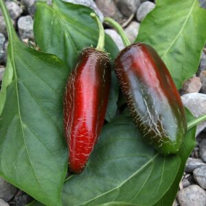 Jalapeño Dieghito Capsicum annuum