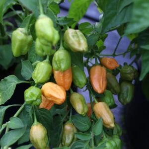Aji Mango Stumpey Capsicum baccatum