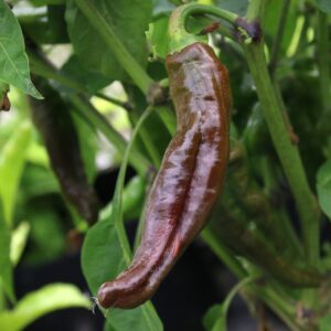 Ecuadorian Brown Capsicum chinense