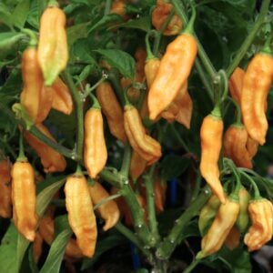 Bhut Jolokia Elongate Peach Capsicum chinense