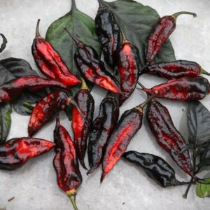 Naga Tiger D.D Capsicum chinense