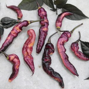 Purple Serpent Capsicum chinense