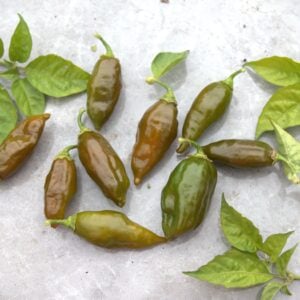 EverGreen Capsicum chinense