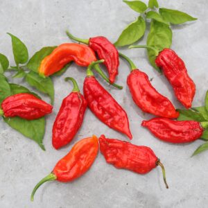 Improved Naga Capsicum chinense