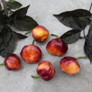 CGN 21500 Capsicum chinense