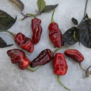 Pimenta Puma Capsicum chinense