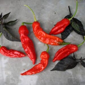 KS Misery Sweet Capsicum chinense
