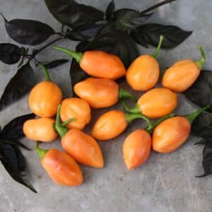 Habanero Cotton Candy Capsicum chinense