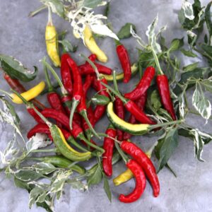 Tiger Thunder Capsicum annuum