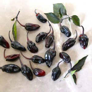 BBG7 MAMP Purple Capsicum chinense