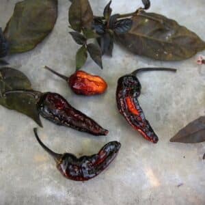 Hallows Eve Capsicum chinense