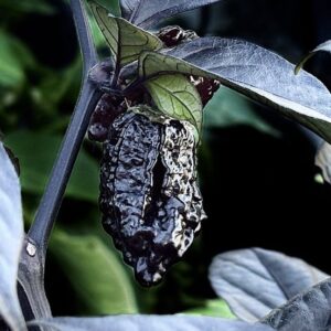 Orion Capsicum chinense