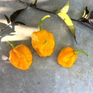 Trinidad Scorpion Moruga Yellow Nya Chilisorter *2024*
