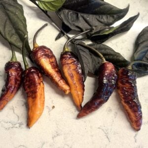 Hallows Eve Capsicum chinense