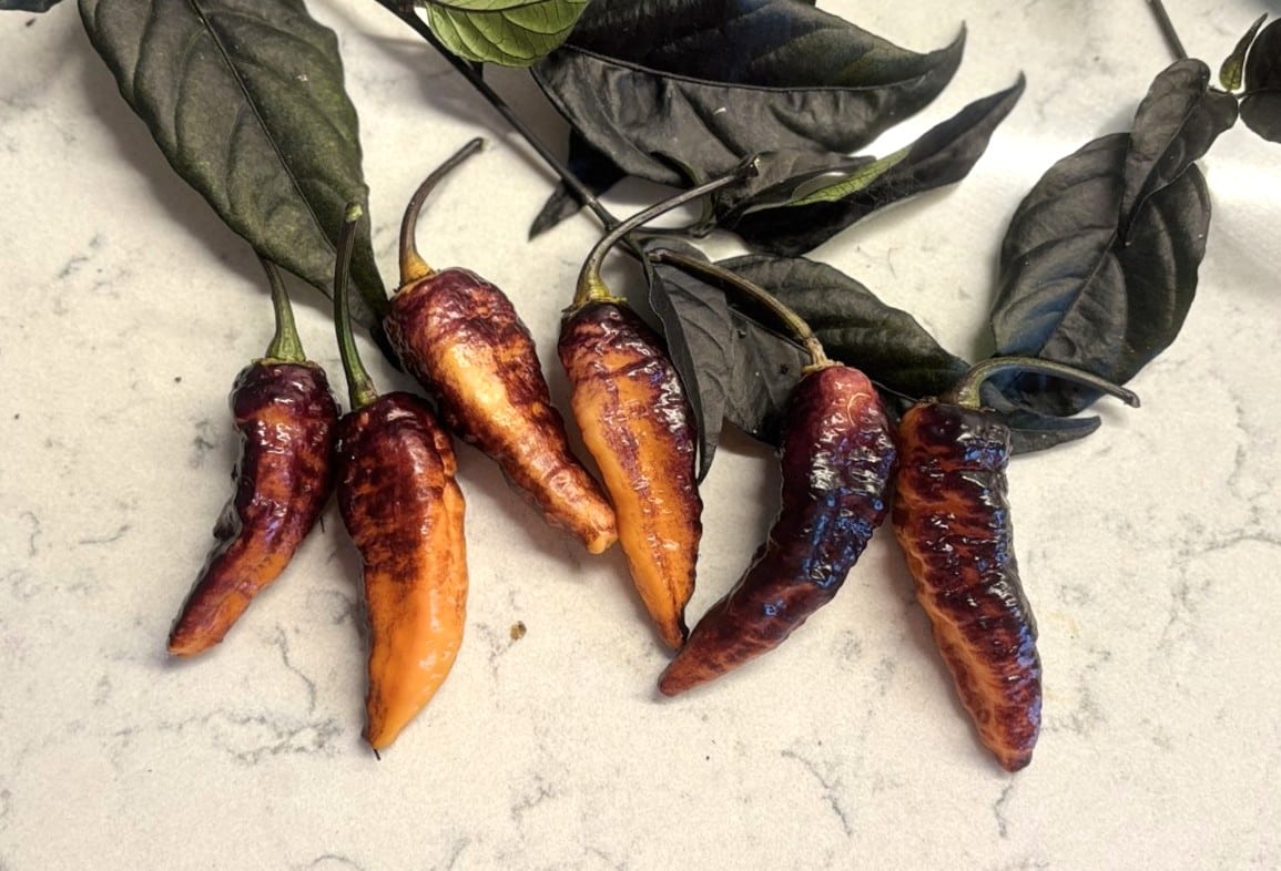 Hallows Eve Capsicum chinense
