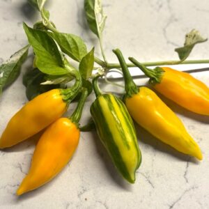 Yellow Fish Capsicum annuum