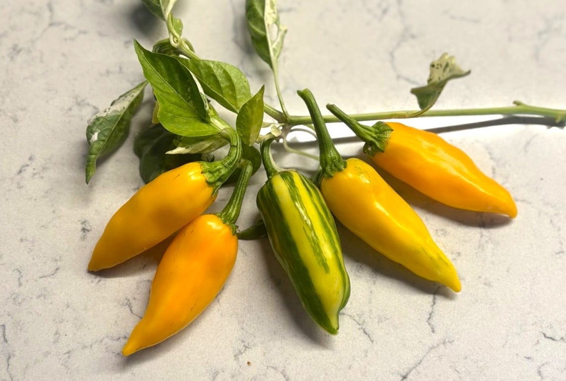 Yellow Fish Capsicum annuum