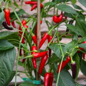 Gusto Purple Capsicum frutescens