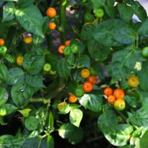 Aji Charapita Iquitos Capsicum chinense
