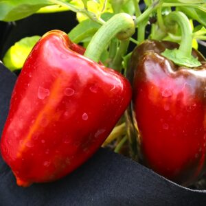 Ukranian Sweet Red Capsicum annuum