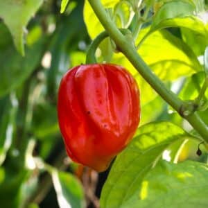 Aji Umba Red Capsicum chinense
