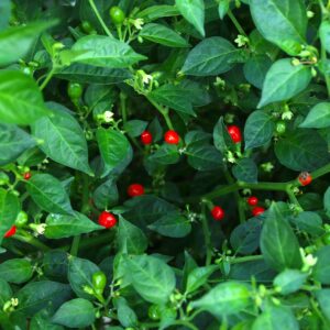 Aji Charapita Red Capsicum chinense