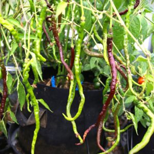 Thunder Mountain Longhorn Chocolate Capsicum annuum