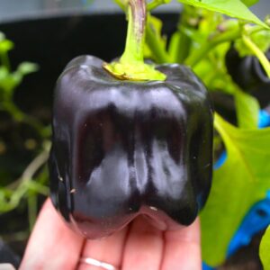 Purple Bell Capsicum annuum