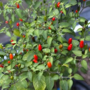 Duke Pequin Capsicum frutescens