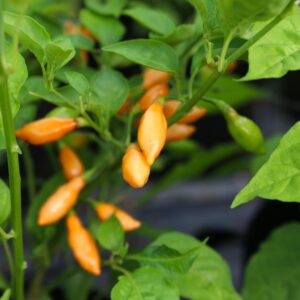 Cobachina Orange Capsicum chinense