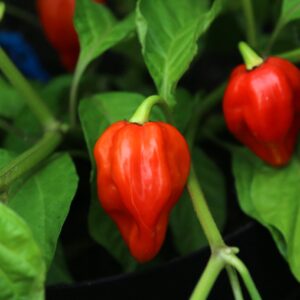 Antillais Caribbean Capsicum chinense