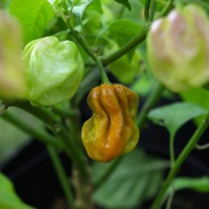 Habanero Mustard Capsicum chinense