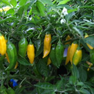 Aji Mochero Capsicum chinense