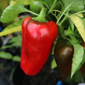 California Wonder Nya Chilisorter *2024*