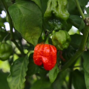 7 Pot Lucy Capsicum chinense
