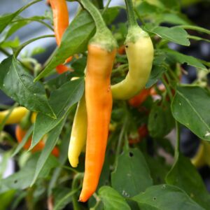 Portokolova Fifironka Capsicum annuum