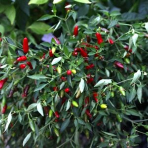 Thai Hot Ornamental Capsicum annuum