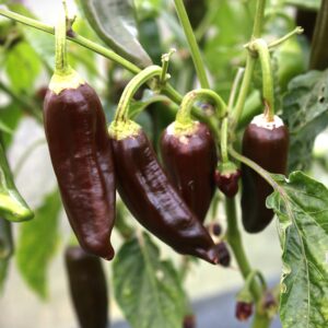 Brown Berber Capsicum annuum