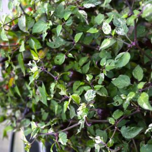 Jigsaw Variegated Capsicum annuum