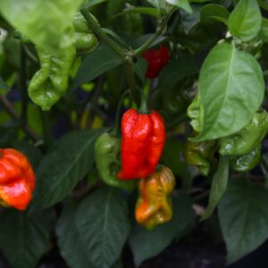 Red x DD Capsicum chinense