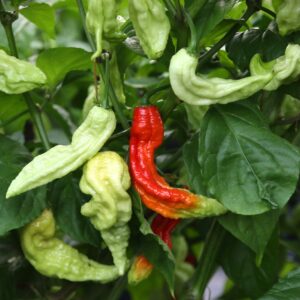 Super Bhut Jolokia JW Capsicum chinense